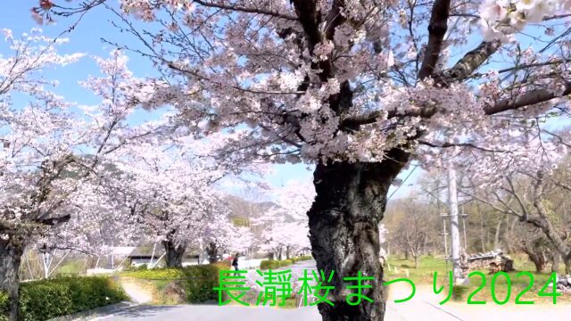長瀞桜まつり2024