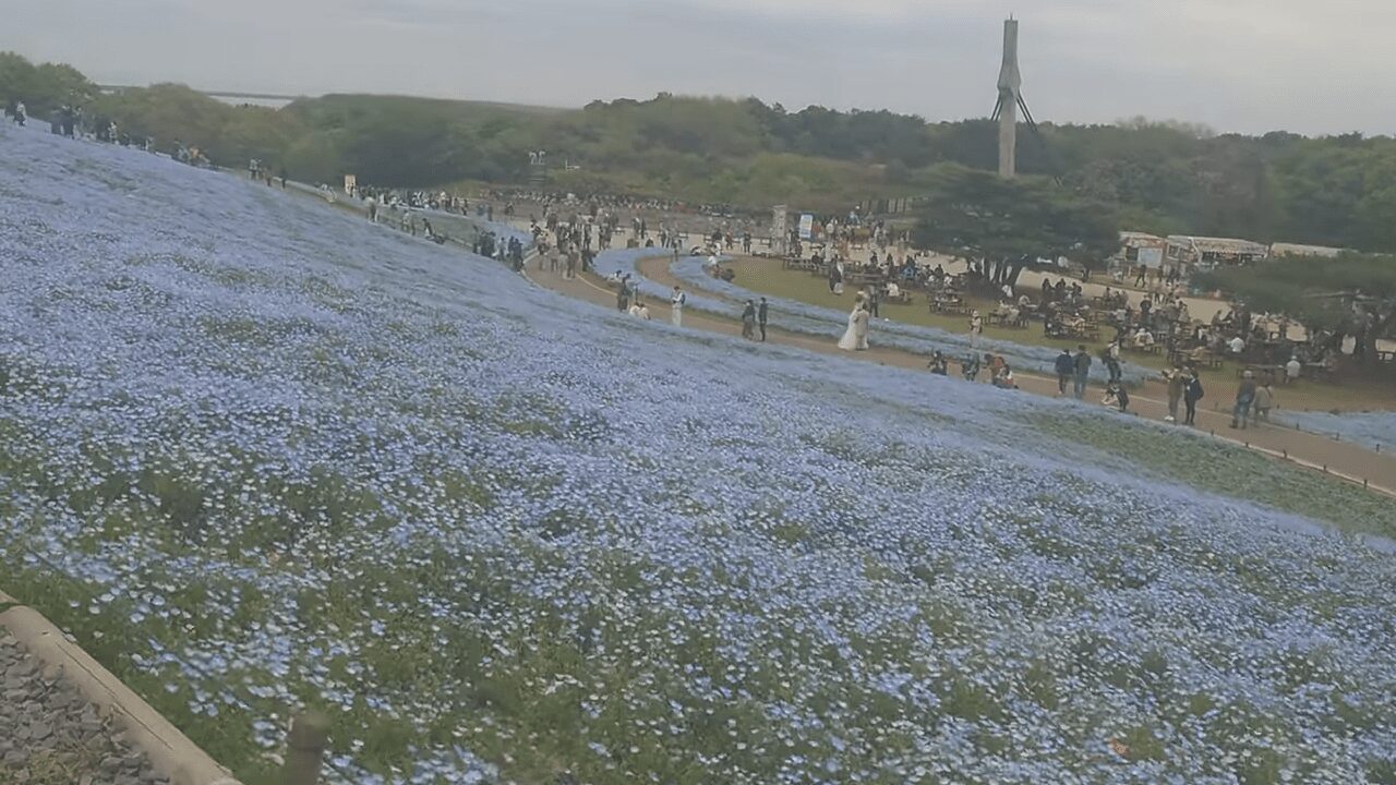 2025小田原桜まつりのライトアップイベント
