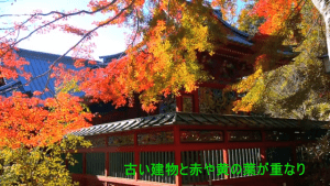 2025年の高尾山紅葉祭り